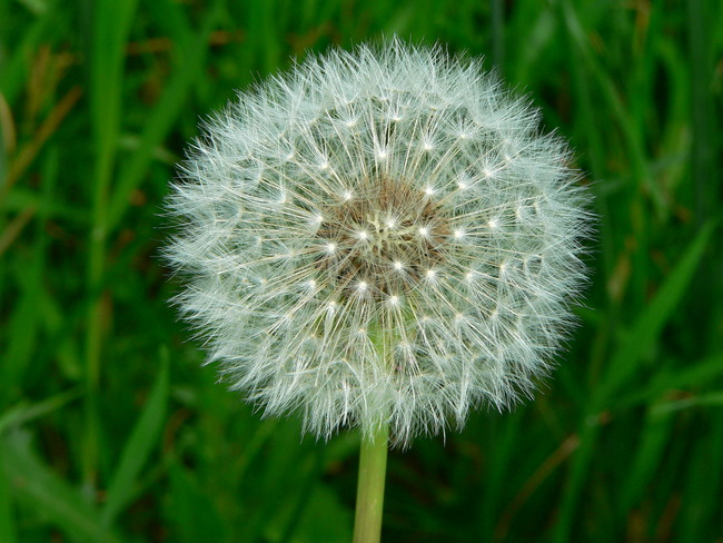 Doctors in China once had to remove a fully grown dandelion from a girl's ear.