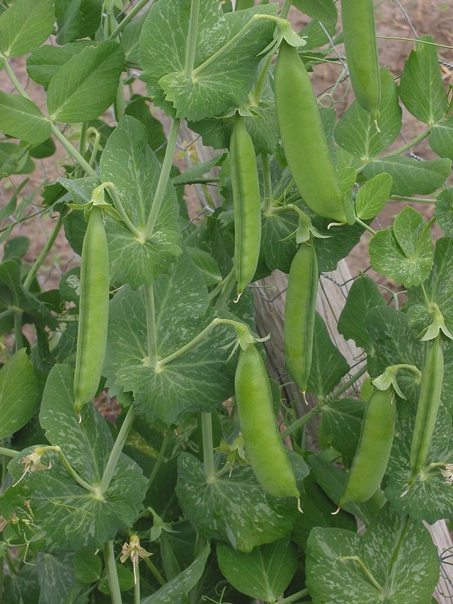 A Massachusetts man was found to have a pea plant growing in his lungs.