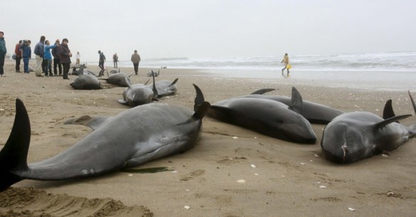 On April 9th of this year, 160 whales washed up on a 2.5 mile stretch of beach in Hokotashi City, Ibaraki Prefecture. Although some were saved, many were found dead on the scene by the time rescuers arrived.