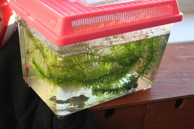 To start the life-saving process, he put the Betta in a small tank for 2 weeks. He outfitted it with a heater, 6 grams of salt, and eSHa2000 (a maintenance medication for fish). He also changed the water almost every day.