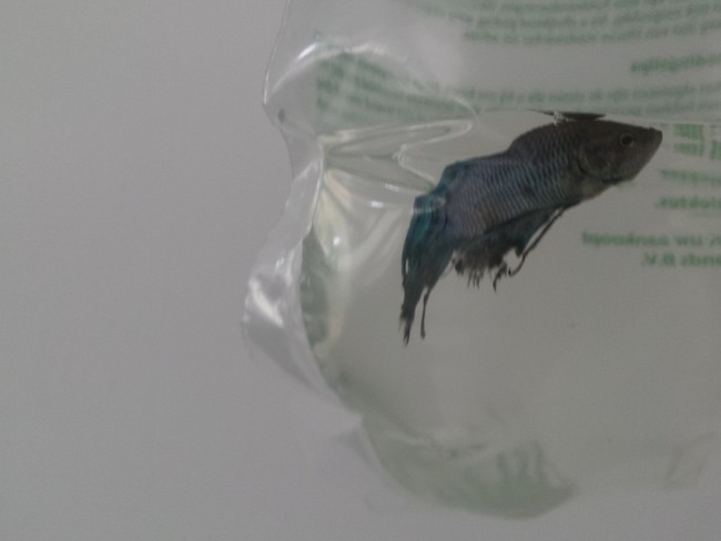 When he saw this Betta fish near the brink of death, he offered to take it off the store's hands for free. (He definitely didn't want to reward them for their terrible treatment.)
