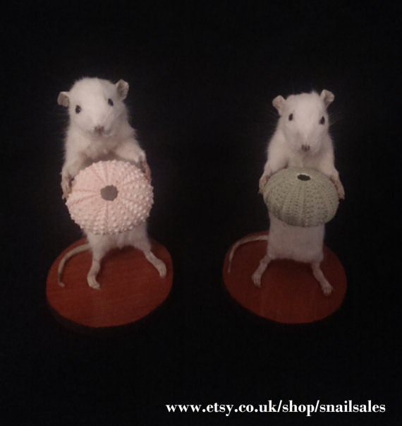 A pair of taxidermy mice holding sea urchins.