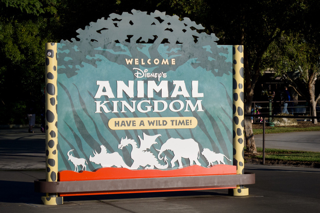 You can see a dragon on the signs for Animal Kingdom, and a dragon&#39;s head hanging above the front gates. They were there to represent a scrapped area called Beastly Kingdom, which was going to be dedicated to mythical animals.