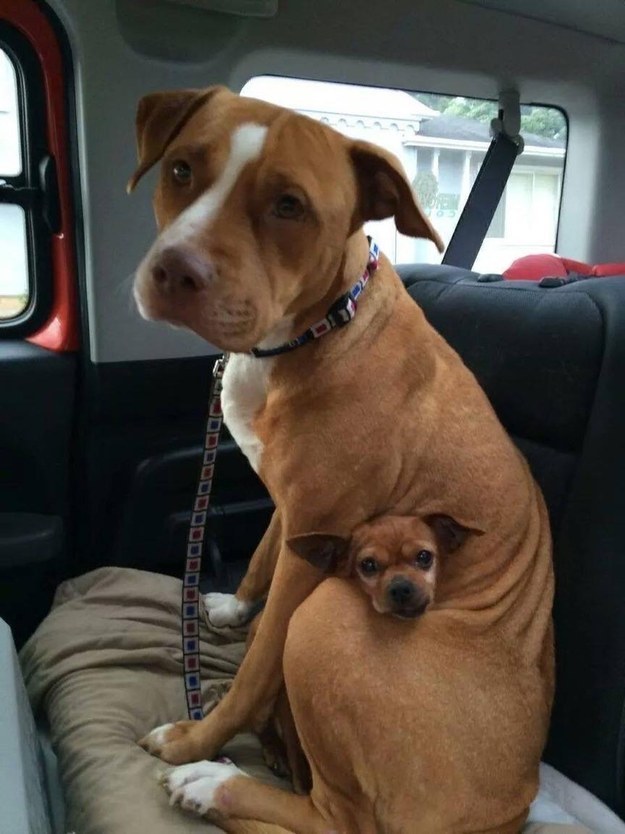 And sometimes they show it by protecting each other, like this pit bull and Chihuahua who were adopted together.