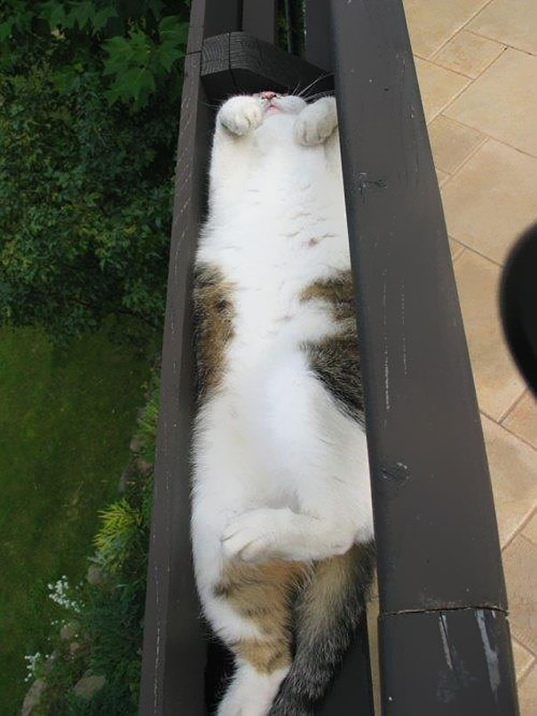 I Fit Purrfectly!