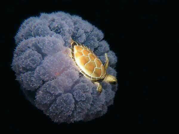  A tiny sea turtle hitches a ride on a jellyfish.