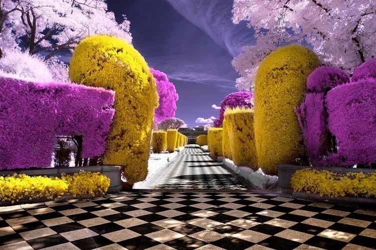 Infrared photo of a garden. This is how bees perceive your flowers.