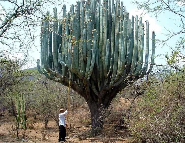 A gigantic, glorious cactus.