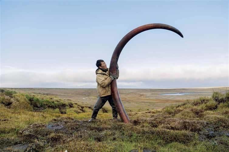 A mammoth tusk being unearthed from the ground.