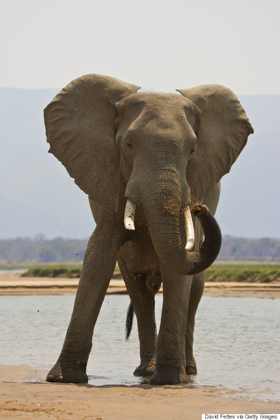 bull elephant zimbabwe