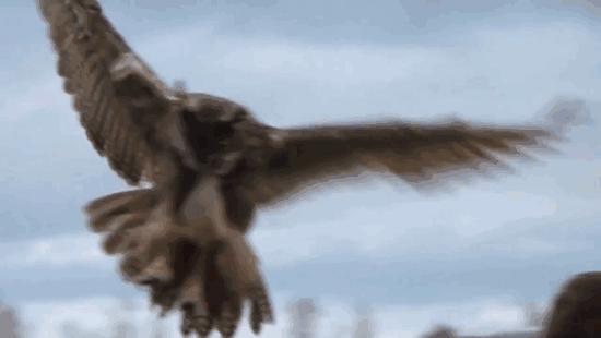 owl-lands-on-head-netherlands-noordeinde-10