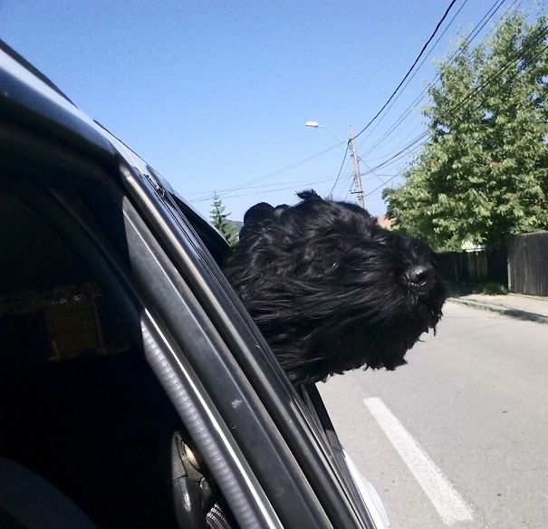 Black Russian Terrier In The Wind