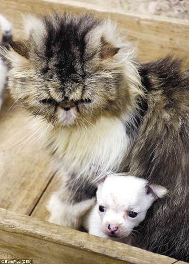 Stunned petowner Jia Weinuan claims that his American Shorthair cat (pictured) has given birth to a Chihuahua puppy