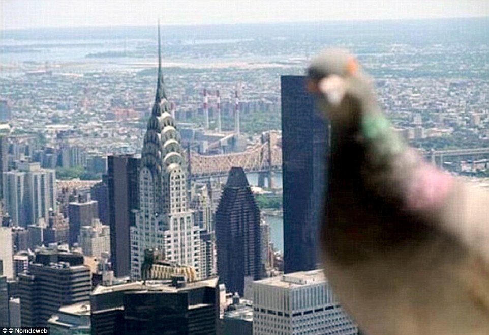 What a view: A stunning shot of New York City is interrupted by a posing pigeon who fluttered into frame