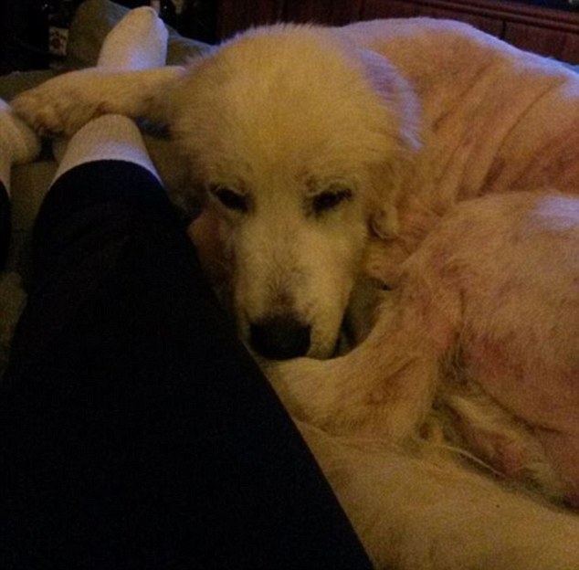 A Great Pyrenees (pictured) was rescued after a deadly tornado struck her owners' home and killed the couple. She was found in the arms of her dead owner by a 14-year-old neighbor