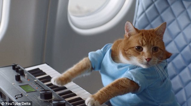 Delta's new safety demonstration video opens with an internet favourite, Keyboard Cat