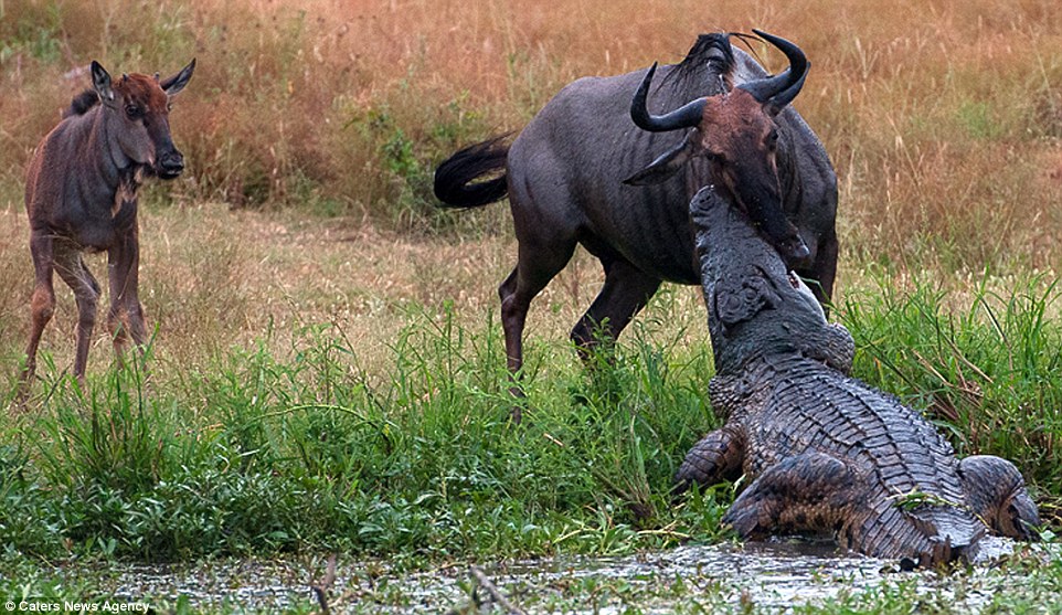 The unfortunate wildebeest was drinking at the water's edge with it's calf looking on, left, when the hungry crocodile struck 