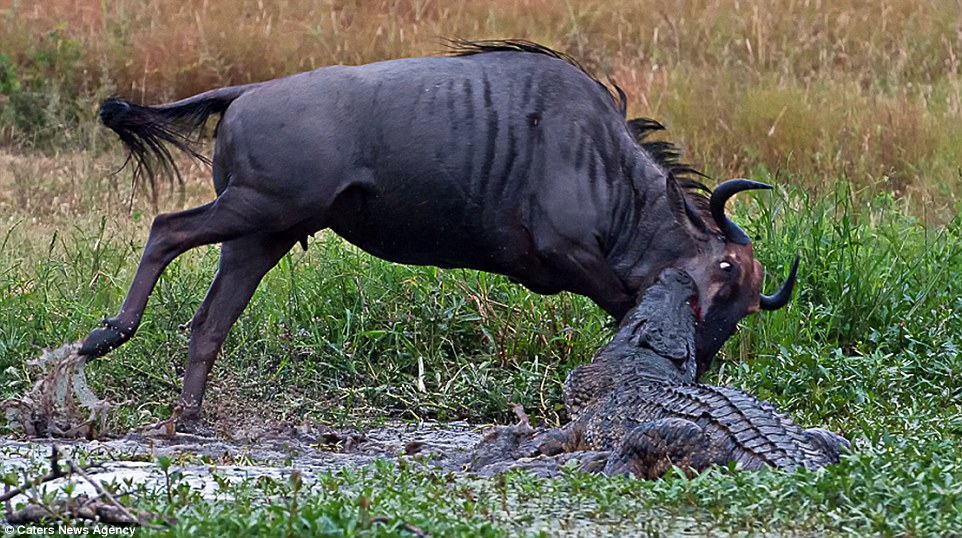 The wildebeest wants to remain on its hooves as the crocodile attempts to rotate it and drag the desperate animal into the water 