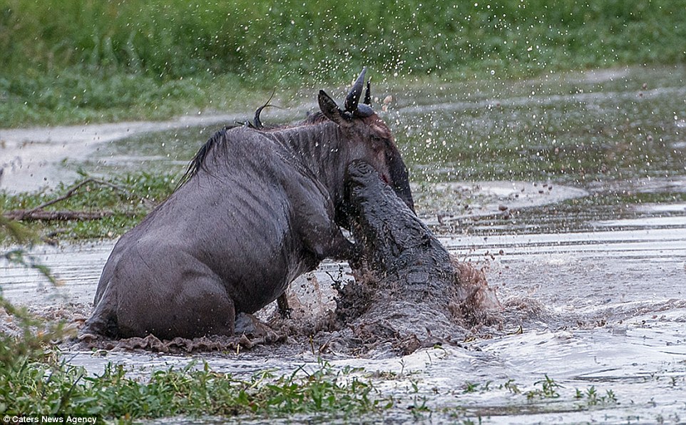 The crocodile has a firm grip on the wildebeest's neck as it drags it into the river and away from the shoreline 