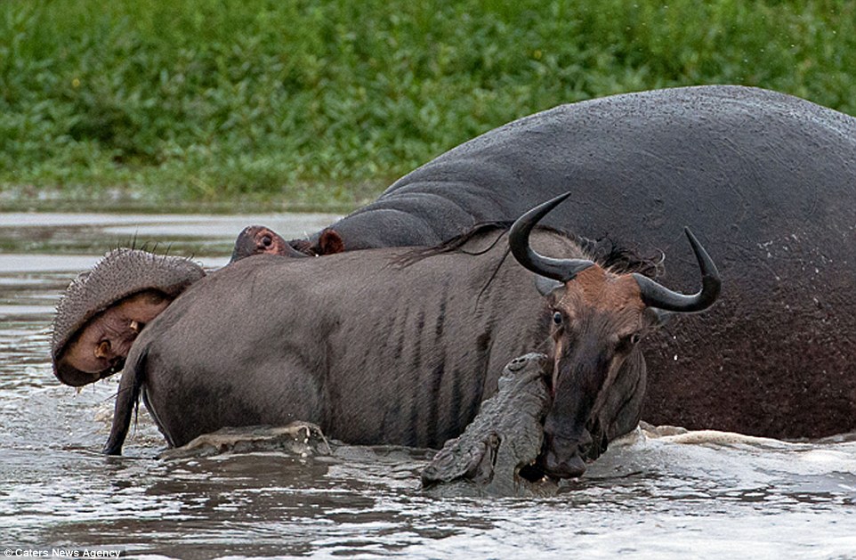 Yet, as the crocodile thinks it has succeeded in securing its lunch, a hippopotamus arrives and bites the wildebeest's rump