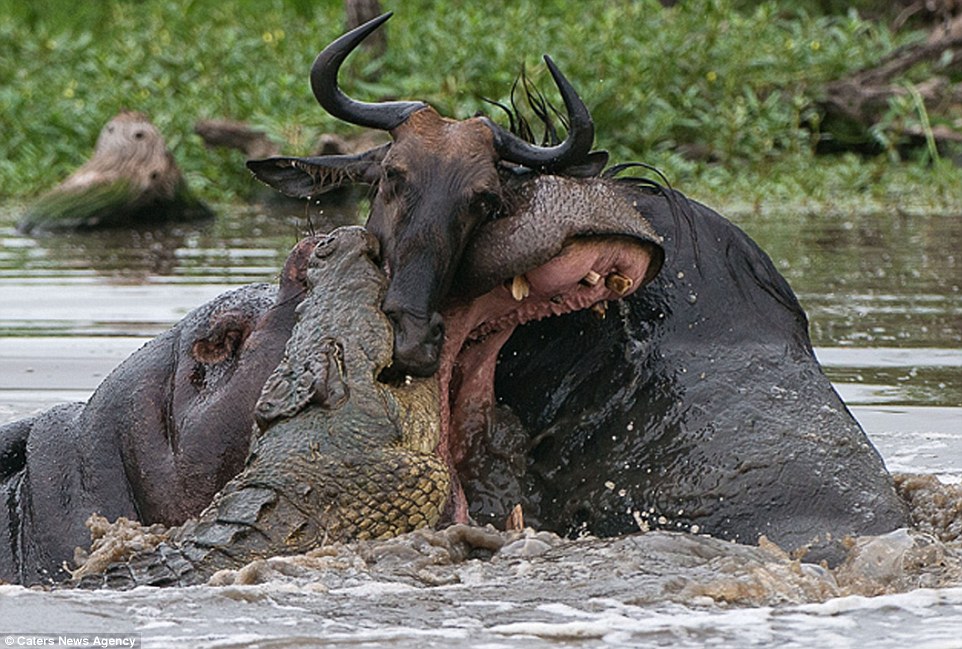 The hippo tries to break the crocodile's grip by diving underneath the wildebeest's neck and try lift it out of the water