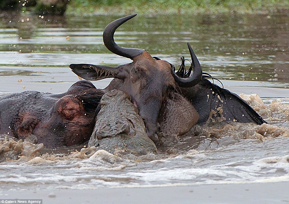 The wildebeest appears to be suffering as the two fearsome beasts battle over its corpse in the South African river