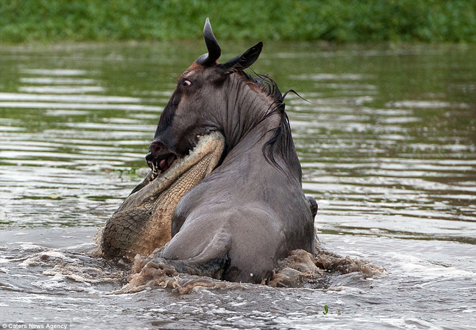 The wildebeest looks distressed as the crocodile wraps itself around the stricken animal's body while trying to pull it under the water