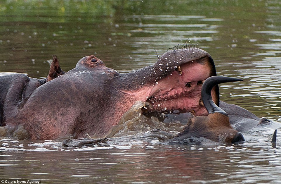 At one stage, it seems the hippo, who appears to have forgotten it is a herbivore, has managed to scare off the crocodile 