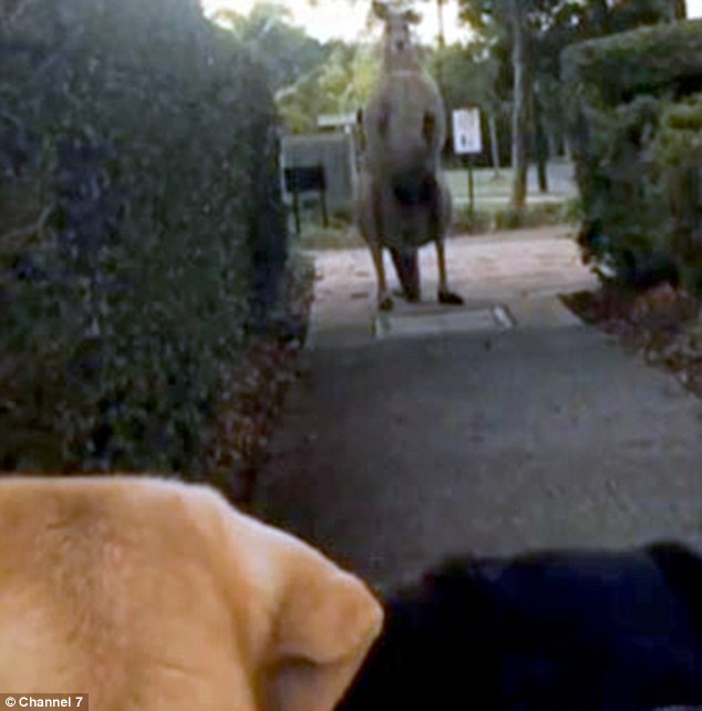 Linda Hellyer met the giant roo when walking her dogs and filmed the shocking encounter on her phone