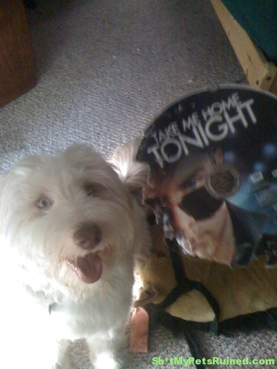 The dog who hates this movie.