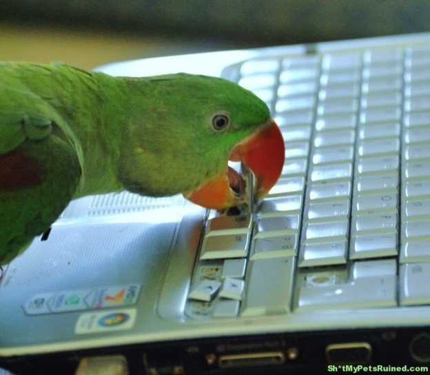 The keyboarding parakeet.