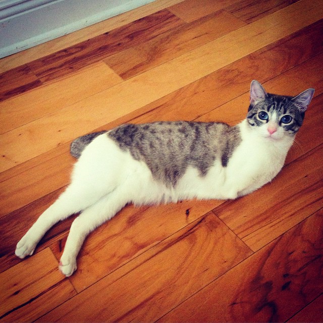 adopted-cat-hops-two-legs-instagram-celebrity-roux-1