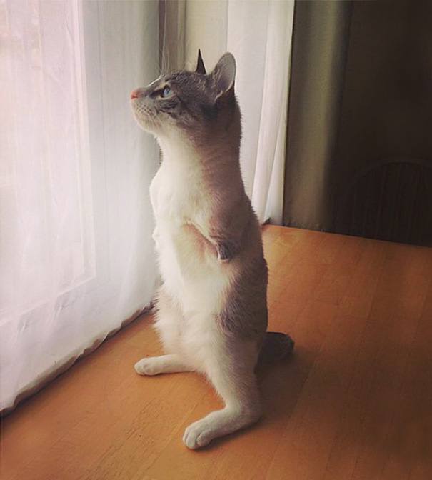 adopted-cat-hops-two-legs-instagram-celebrity-roux-16