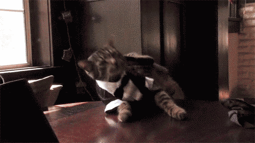 24 Cats Who Have Accomplished More Than You Will Ever Accomplish In Your Lifetime