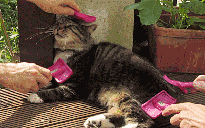 24 Cats Who Have Accomplished More Than You Will Ever Accomplish In Your Lifetime