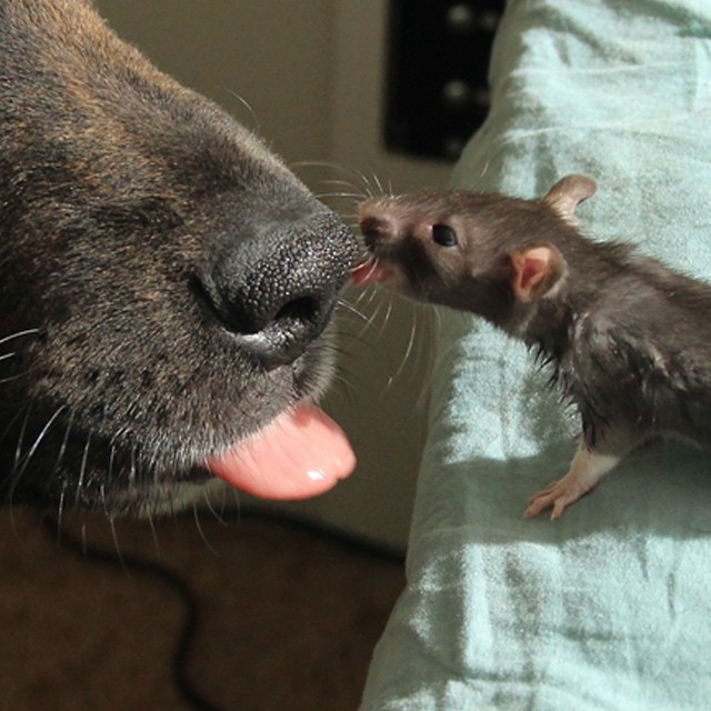 animal-friends-rat-dog-osiris-riff-23