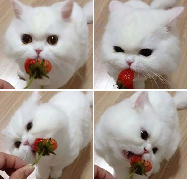 Cat Eating Strawberry