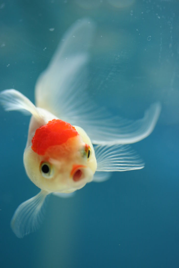 Astonished Fish