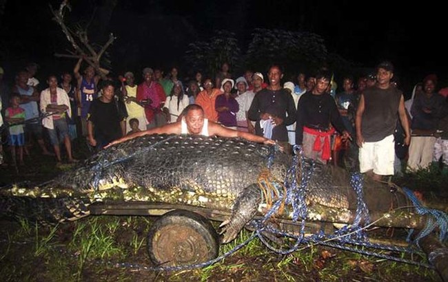 This killer crocodile, captured in the Philippines, was 21 feet long and weighed over a ton.