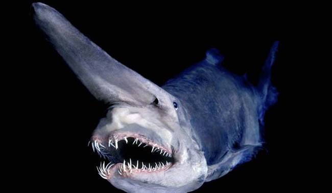 Meet the goblin shark. Pure nightmares.