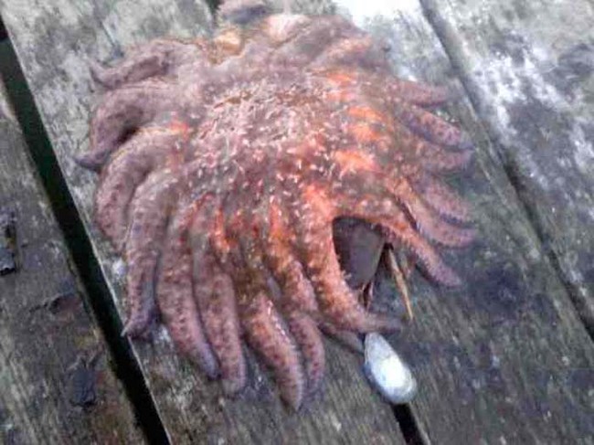A 20-legged starfish eating a crab. 'Nuff said.