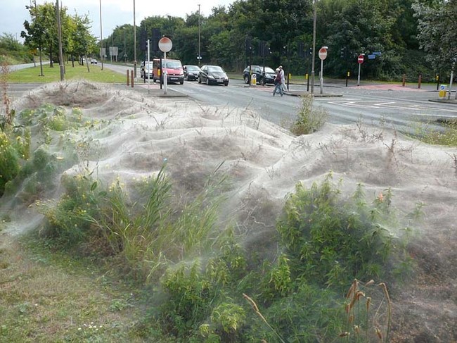 So many spider webs.