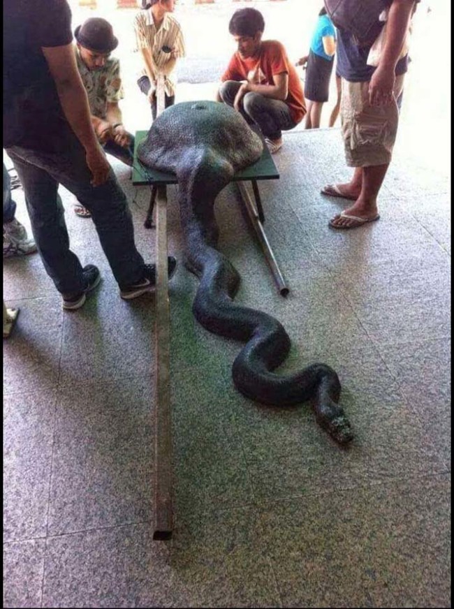 I think we can all guess what this snake had for lunch.