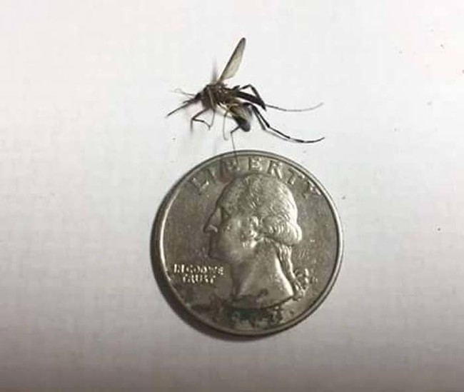 This mosquito is too big.