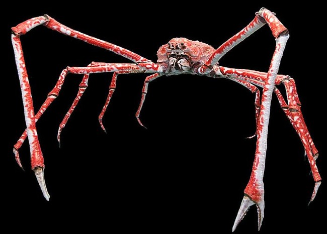 Japanese Spider Crab.