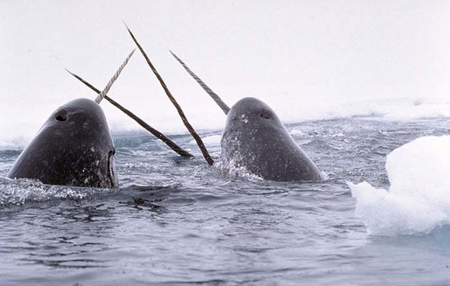 Narwhal.