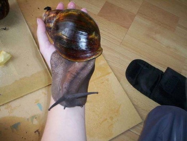 Meet the giant African land snail.