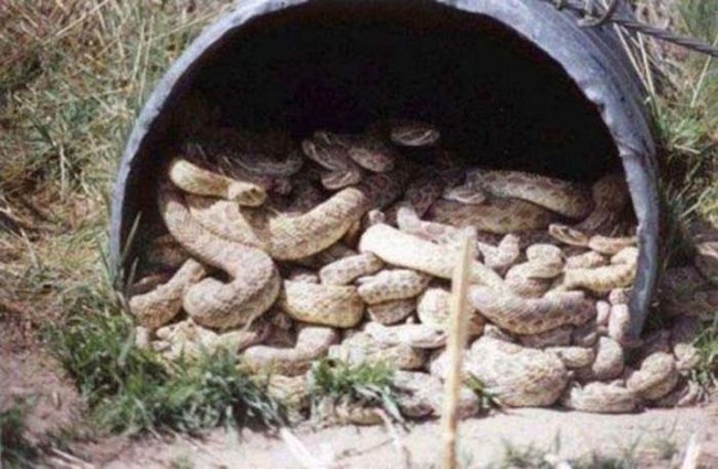 Just a barrel full of rattlesnakes.