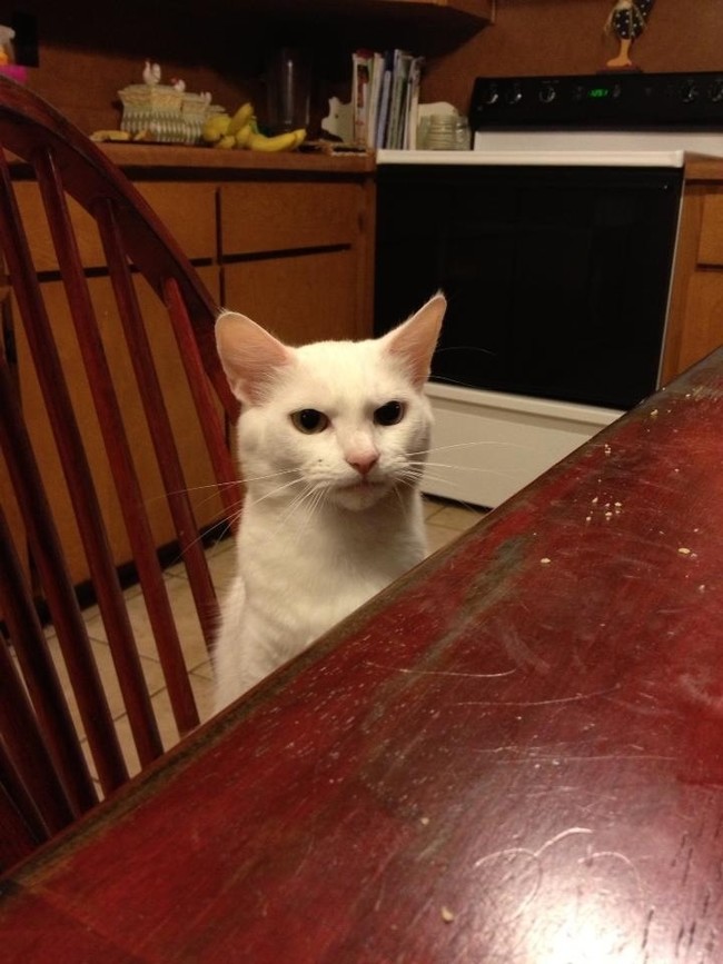 "I demand a dinner with dignity."