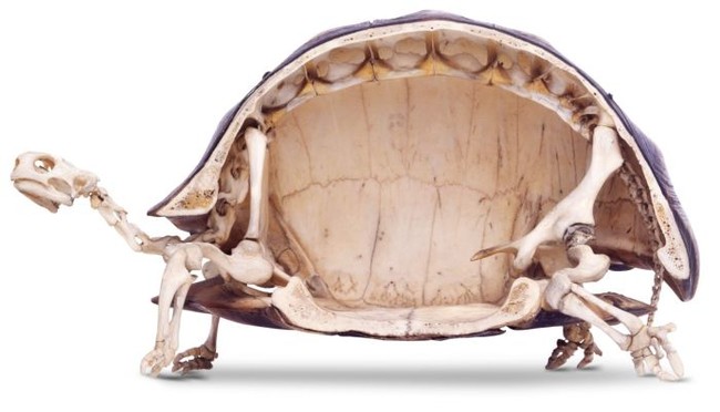 Unlike most shelled animals, the turtle cannot completely remove itself from its shell. This is because the shells are actually part of their bone structure.